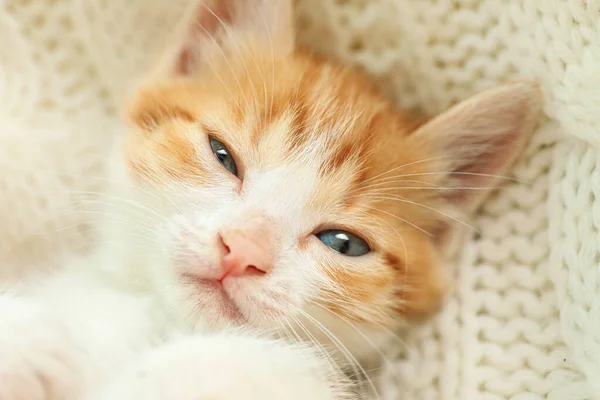 可爱的睡意朦胧的小红猫在白色针织毛毯上，近距离观察 — 图库照片