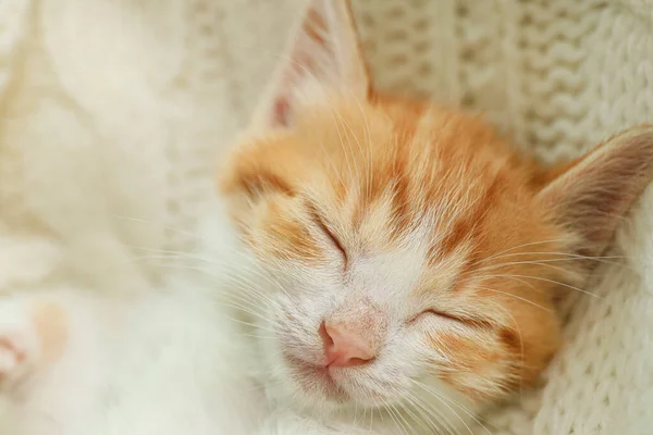 Carino piccolo gattino rosso che dorme su una coperta di maglia bianca, vista da vicino — Foto Stock