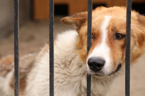 Homeless dog in cage at animal shelter outdoors. Concept of volunteering