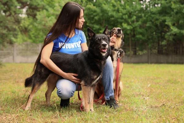 Hayvan barınağında evsiz köpeklerle birlikte gönüllü bir kadın. — Stok fotoğraf