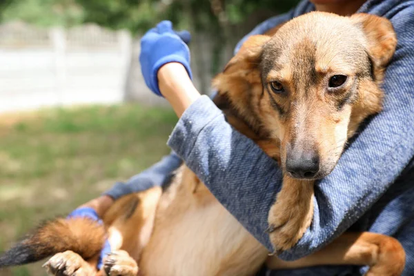 Mujer voluntaria con perro sin hogar en refugio de animales al aire libre — Foto de Stock