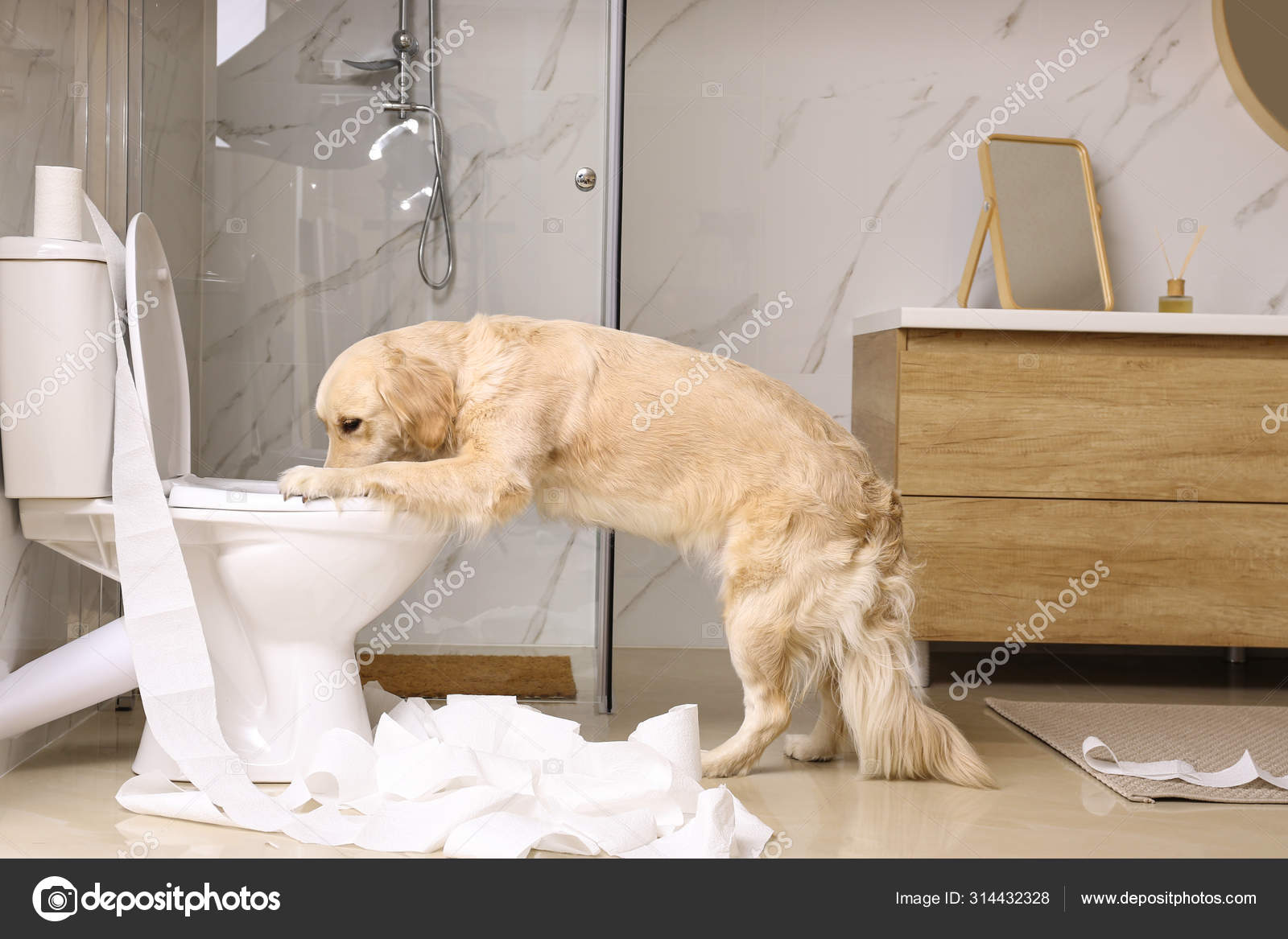 Why Is My Dog Drinking Toilet Water