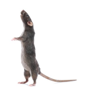 Beyaz arka planda şirin bir fare. Küçük kemirgen