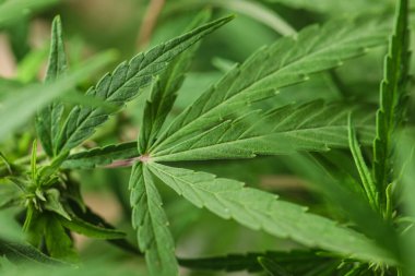 Bulanık arka plan üzerinde Yeşil organik kenevir, closeup