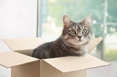 Evdeki pencerenin yanındaki karton kutuda şirin gri tekir kedi.