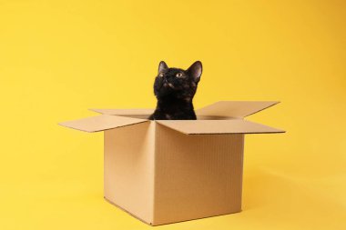 Sarı arka planda karton kutuda oturan sevimli siyah kedi.