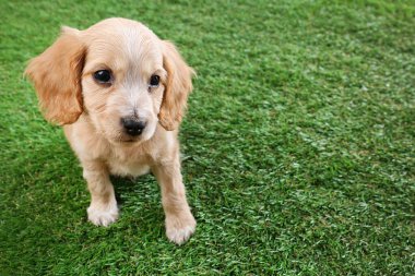 Yeşil çimlerin üzerinde şirin İngiliz Cocker Spaniel köpeği. Metin için boşluk