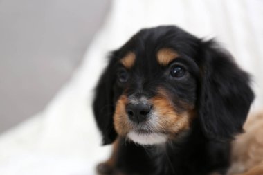 Bulanık arka planda sevimli İngiliz Cocker Spaniel köpeği. Metin için boşluk