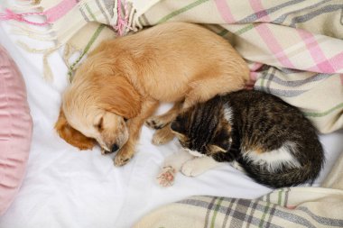 Sevimli küçük kedi yavrusu ve köpek yavrusu yatakta uyku, üst görünümü