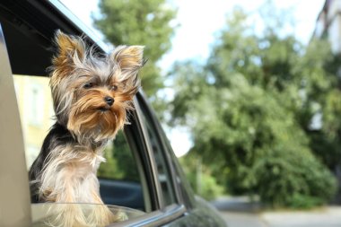 Sevimli Yorkshire Teriyeri araba camından dışarı bakıyor, mesaj için yer var. Şirin köpek.