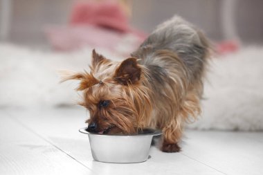 Sevimli Yorkshire Teriyeri içeride yemek kasesinden yiyor. Mutlu köpek.