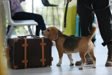 Havaalanında köpekli bir memur bavulu kontrol ediyor, yakın plan. Bagaj denetimi