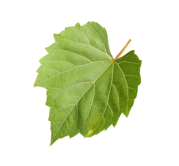 Hoja de uva verde fresca sobre fondo blanco — Foto de Stock