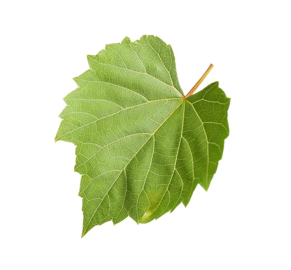 Fresh green grape leaf on white background — Stock Photo, Image