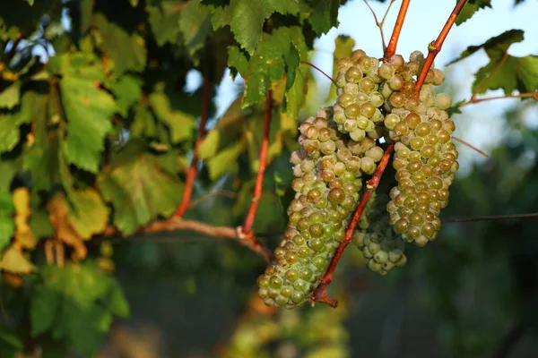 Uvas frescas maduras e suculentas que crescem na vinha — Fotografia de Stock