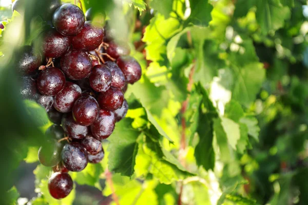 Uvas jugosas frescas maduras que crecen en la rama al aire libre, primer plano — Foto de Stock