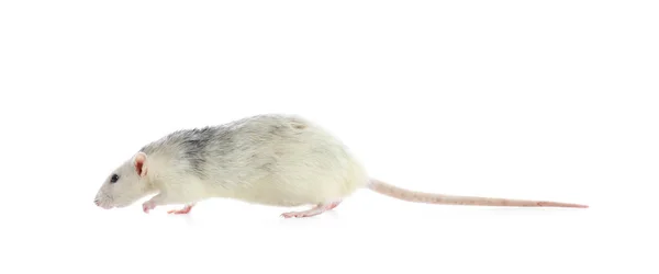 Bonita rata sobre fondo blanco. Pequeño roedor — Foto de Stock