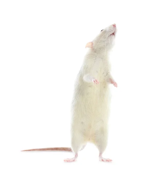 Mignon rat sur fond blanc. Petit rongeur — Photo