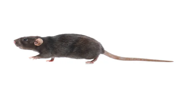 Söt råtta på vit bakgrund. Liten gnagare — Stockfoto