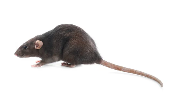 Söt råtta på vit bakgrund. Liten gnagare — Stockfoto