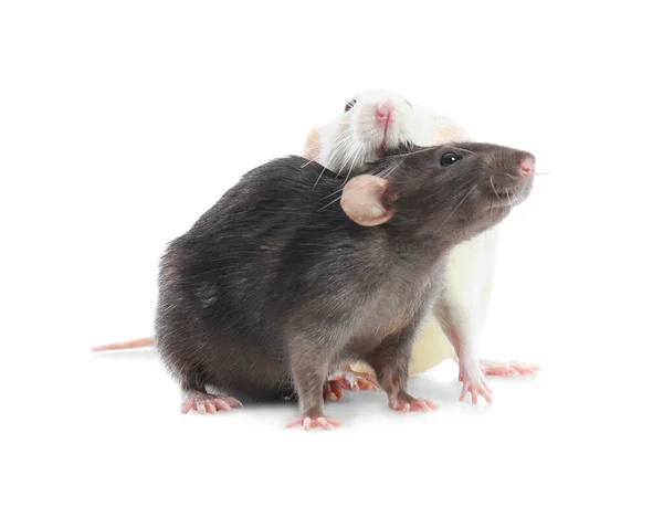 Söta råttor på vit bakgrund. Liten gnagare — Stockfoto