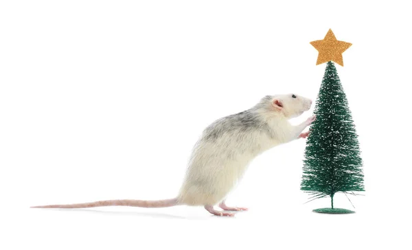 Милая маленькая крыса возле декоративной елки на белом фоне. Китайский новогодний символ — стоковое фото