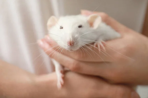 Junge Frau hält niedliche kleine Ratte, Nahaufnahme — Stockfoto