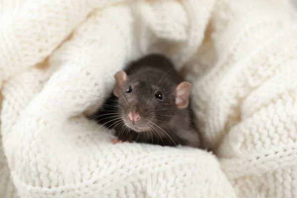 Niedliche kleine Ratte in weiche Strickdecke gewickelt — Stockfoto
