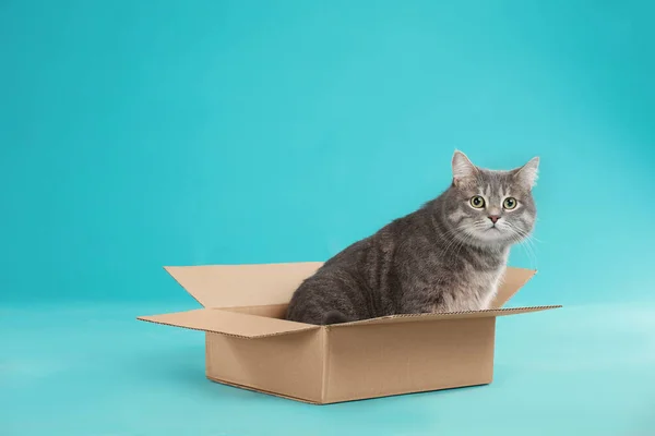 Niedliche graue gestromte Katze sitzt in Karton auf blauem Hintergrund — Stockfoto
