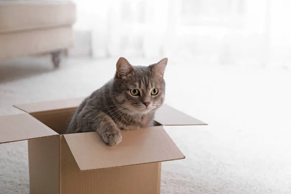 Cute szary kot tabby w pudełku tekturowym na podłodze w domu — Zdjęcie stockowe