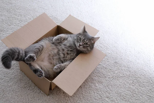 Lindo gato gris tabby en caja de cartón en el suelo en casa — Foto de Stock