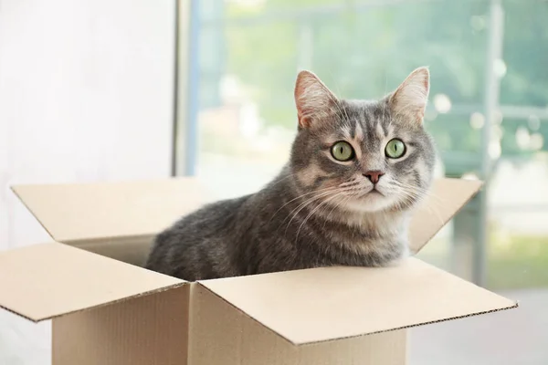 Gato bonito cinza tabby em caixa de papelão perto da janela em casa — Fotografia de Stock