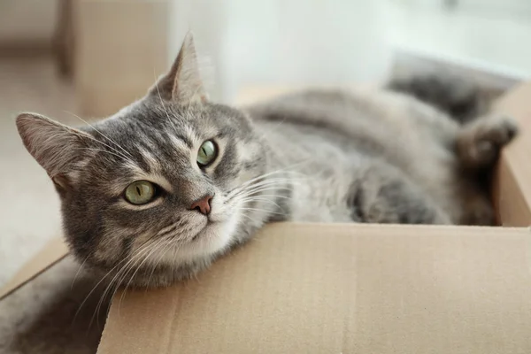 Симпатична сіра таббі кішка в картонній коробці на підлозі вдома — стокове фото