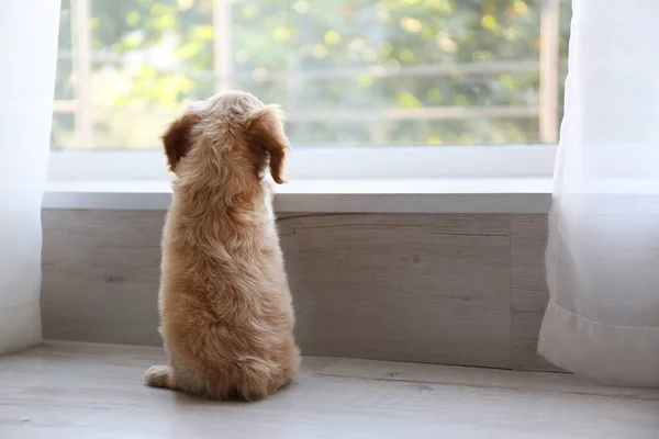 Lindo Inglés Cocker Spaniel cachorro cerca de la ventana en el interior. Espacio para texto — Foto de Stock