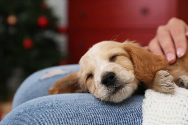 Owner with cute English Cocker Spaniel puppy indoors, closeup — ストック写真