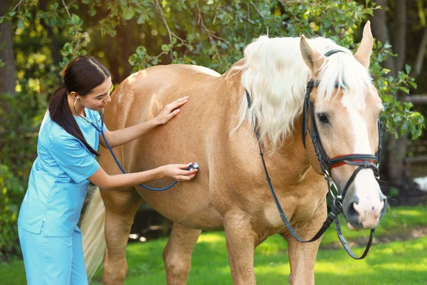 Joven veterinario examinando palomino caballo al aire libre en el día soleado —  Fotos de Stock