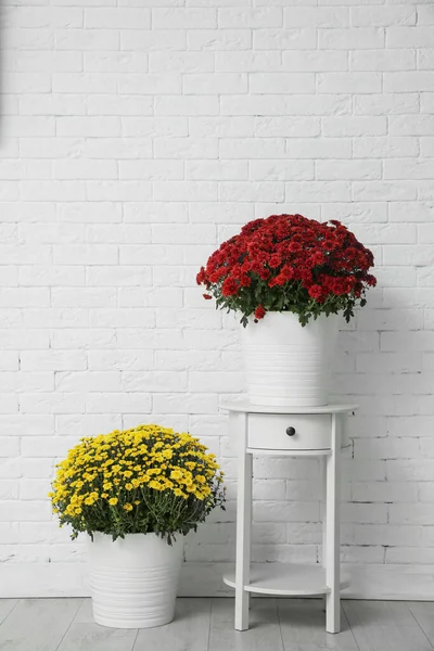 Горщики з красивими квітами хризантем на білій цегляній стіні. Простір для тексту — стокове фото