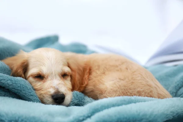 Mignon anglais cocker espagnol chiot dormir sur plaid — Photo