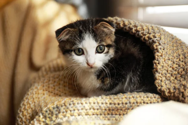 Adorável gatinho sob cobertor perto da janela dentro de casa — Fotografia de Stock