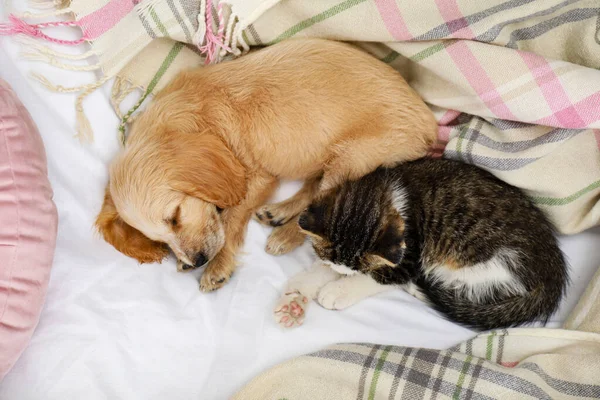 Sevimli küçük kedi yavrusu ve köpek yavrusu yatakta uyku, üst görünümü — Stok fotoğraf