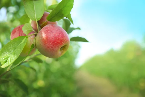 Υποκατάστημα δέντρο με τα ώριμα μήλα στον κήπο — Φωτογραφία Αρχείου