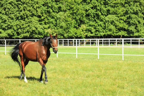 緑の牧草地でのブリドルの栗の馬 — ストック写真