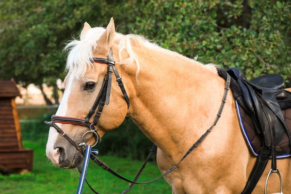 Palomino kůň v uzdě v zeleném parku — Stock fotografie