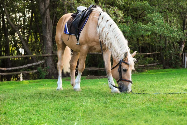 Красивий паломницький кінь пасеться на зеленому пасовищі — стокове фото