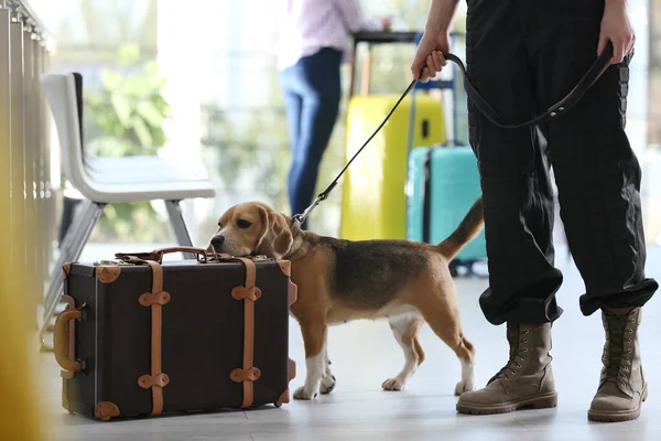 Důstojník se psím kufrem na letišti, detailní záběr. Kontrola zavazadel — Stock fotografie