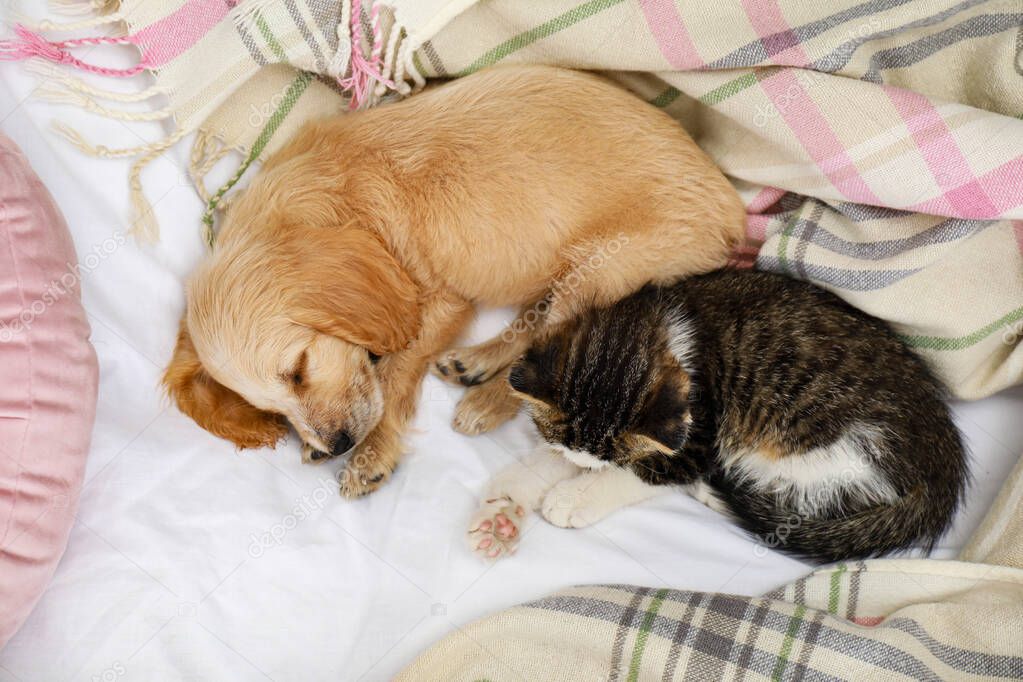 Adorable little kitten and puppy sleeping on bed, top view