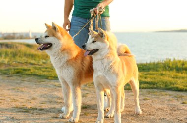 Nehir kenarında onun sevimli Akita Inu köpekleri yürüyüş genç adam