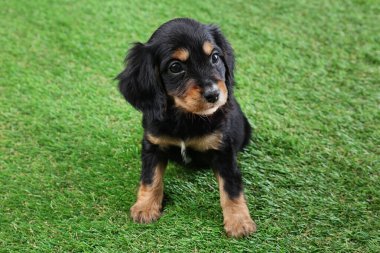 Şirin İngiliz Cocker Spaniel köpek yavrusu yeşil çimlerde