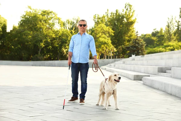 白い杖と石段の近くの盲導犬を持つ成熟した盲人 — ストック写真