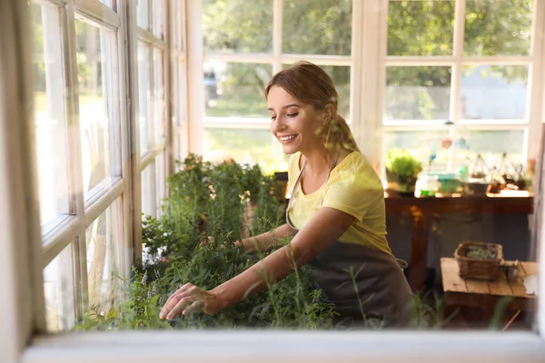 Junge Frau kümmert sich im Geschäft um heimische Pflanzen, Blick durchs Fenster — Stockfoto